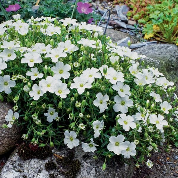 Arenaria Montana (Mountain Sandwort)