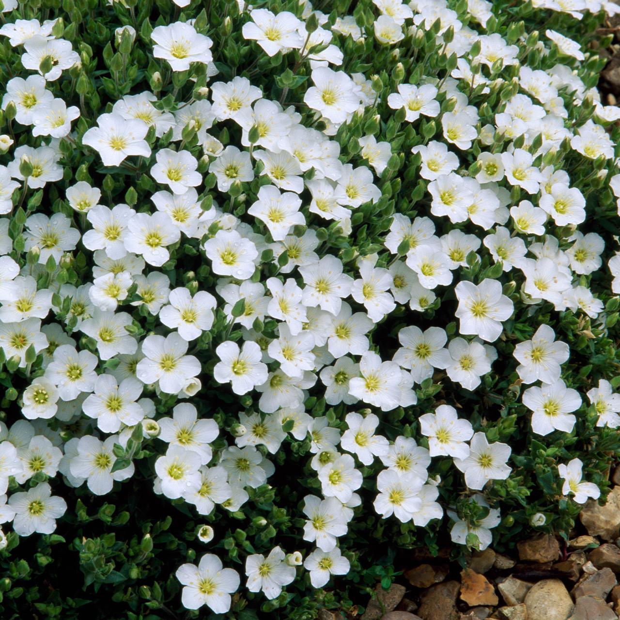 Arenaria Montana (Mountain Sandwort)