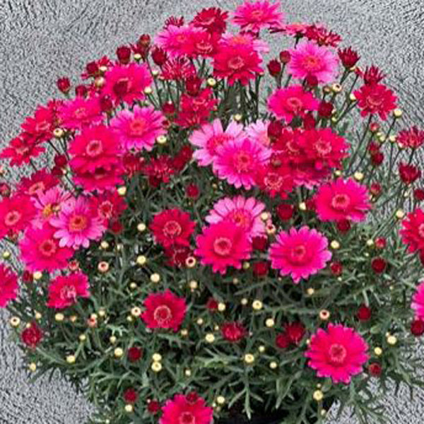 Argyranthemum frutescens 'Aramis Velvet' (Aramis Velvet Marguerite Daisy)