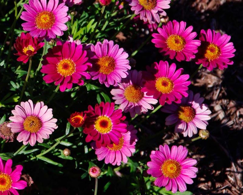 Argyranthemum frutescens (Double Musk)