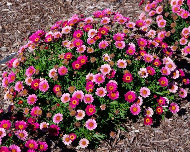 Argyranthemum frutescens (Double Musk)