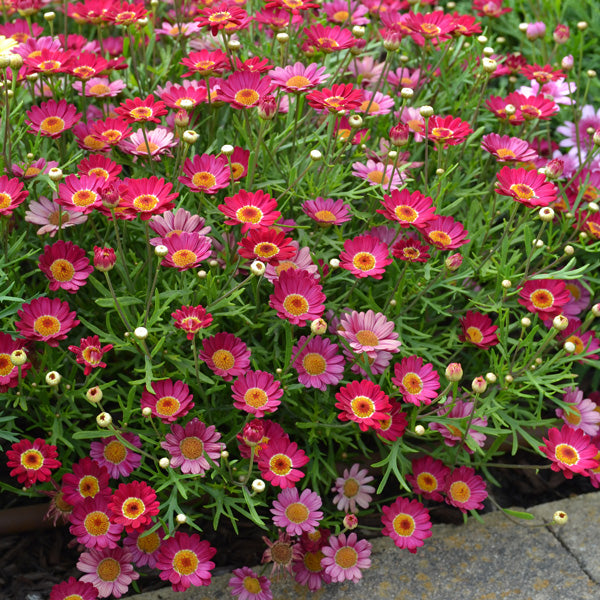 Argyranthemum frutescens (Madeira Red Single)