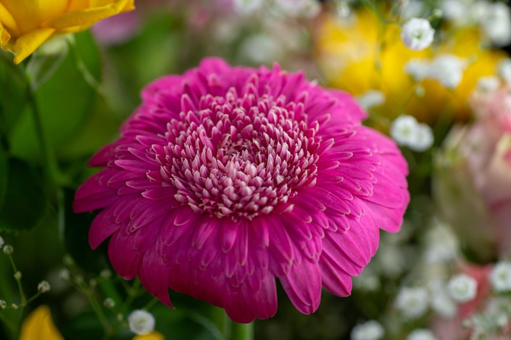 Argyranthemum frutescens ‘Honey Bees Fancy Pom Pom’ (Marguerite Daisy)
