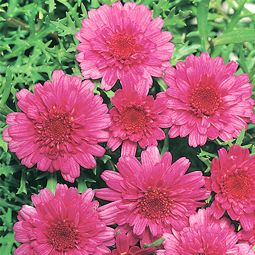 Argyranthemum Frutescens 'Sugar Cheer' (Federation Daisy®)