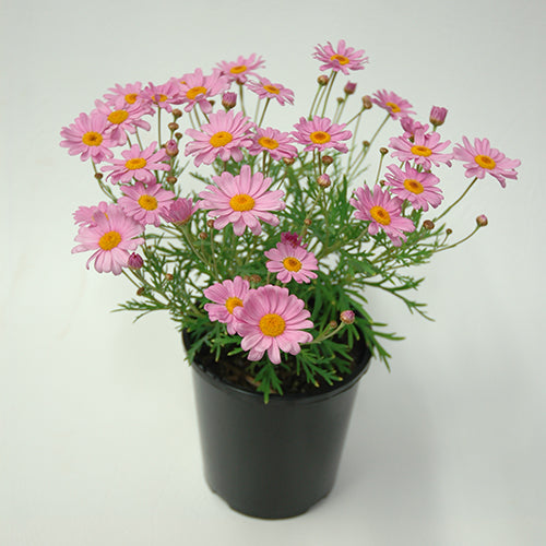 Argyranthemum Frutescens 'Summit Pink' (Federation Daisy®)