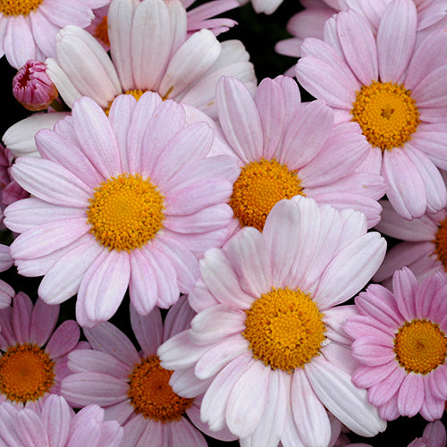 Argyranthemum Summit Pink 'Federation Daisy'