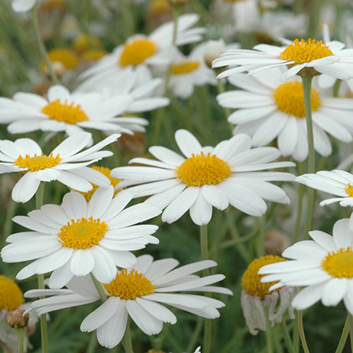 Argyranthemum frutescens Summit White 'Federation Daisy'