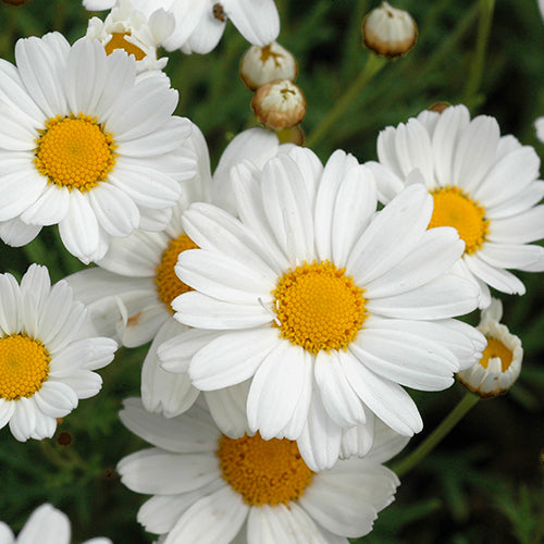 Argyranthemum frutescens Summit White 'Federation Daisy'