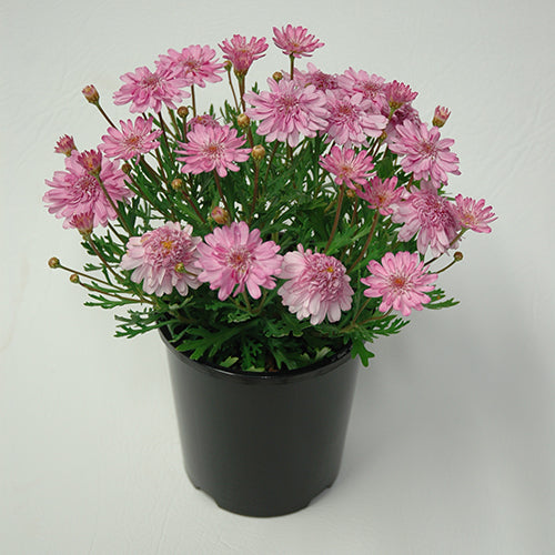 Argyranthemum frutescens (Argyranthemum Sunday Best)