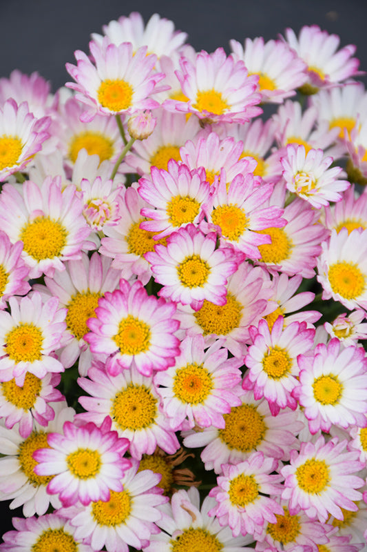 Argyranthemum Frutescens 'Aramis Bicolour Rose' (Federation Daisy)