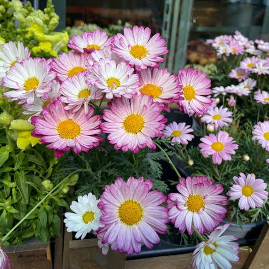 Argyranthemum Frutescens 'Aramis Bicolour Rose' (Federation Daisy)