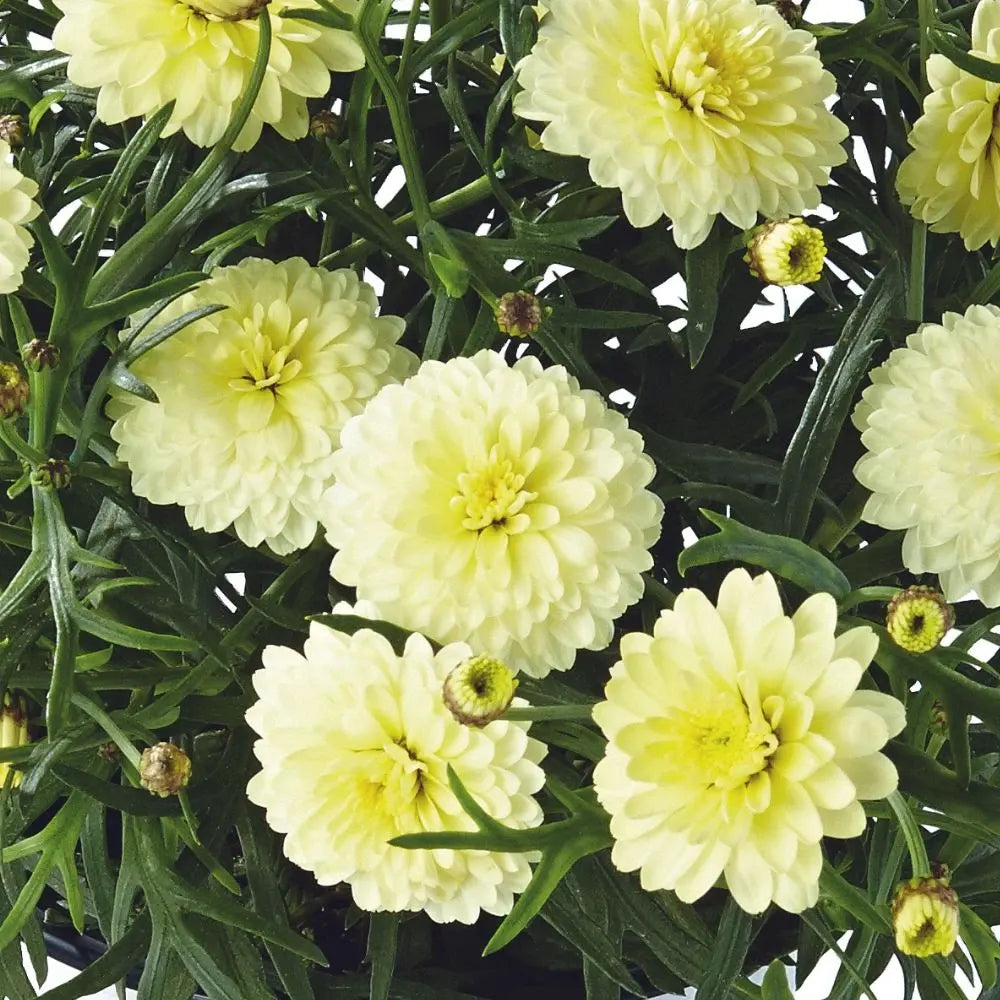 Argyranthemum ‘Aramis Double Primrose’ (Marguerite Daisy)