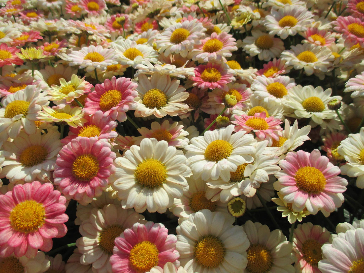 Argyranthemum Assorted (Argyranthemum Daisy)