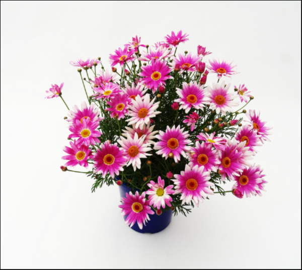 Argyranthemum Assorted (Argyranthemum Daisy)