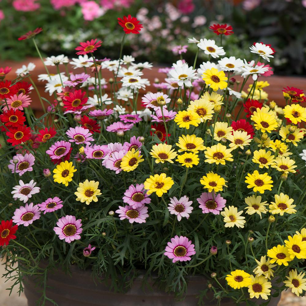 Argyranthemum Assorted (Argyranthemum Daisy)