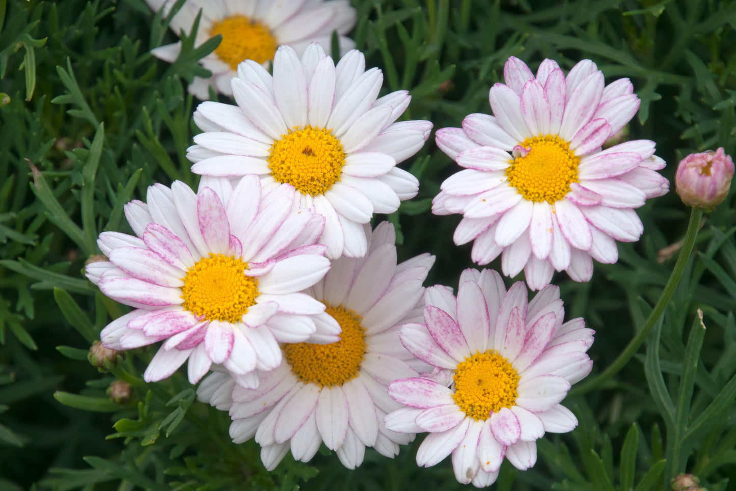 Argyranthemum Assorted (Argyranthemum Daisy)