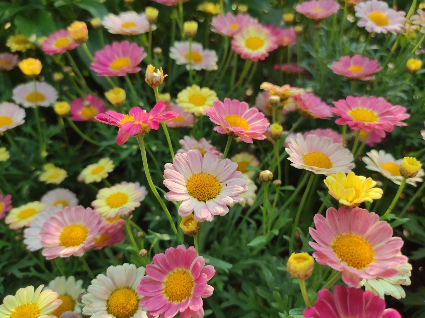 Argyranthemum Assorted (Argyranthemum Daisy)