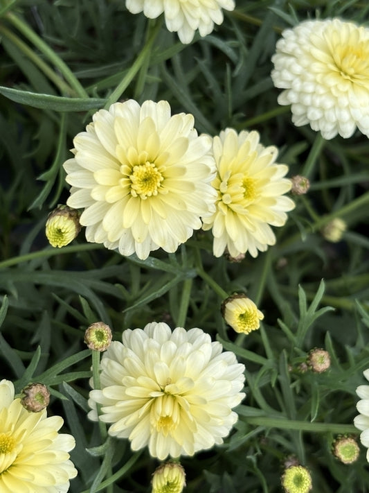 Argyranthemum Frutescens 'Aramis Double Primrose' (Federation Daisy)
