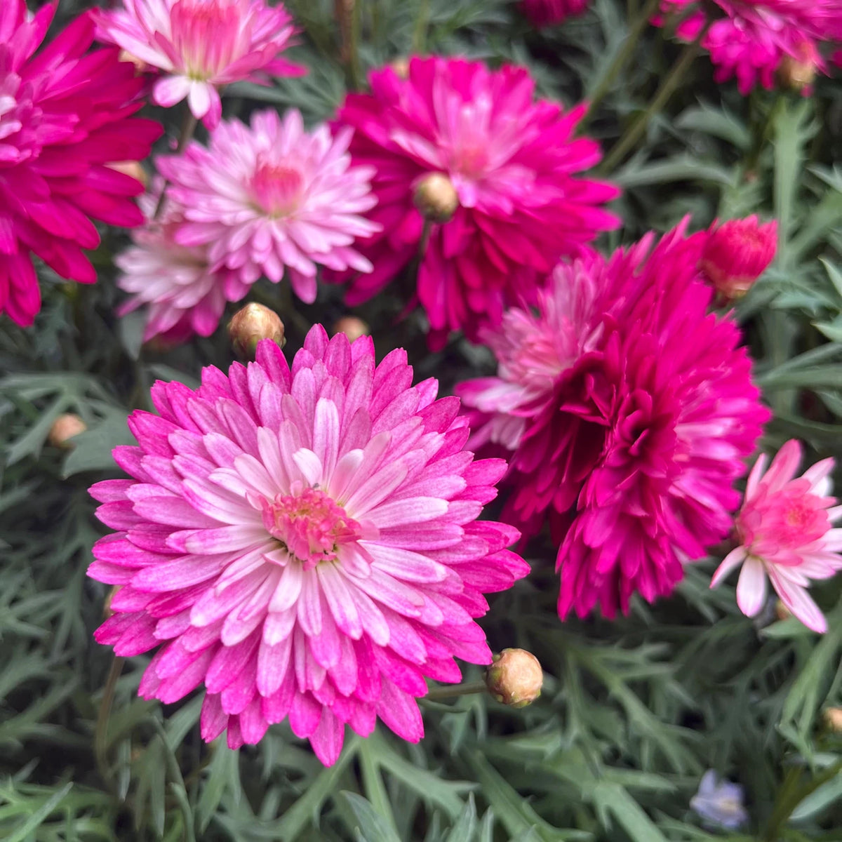 Argyranthemum Frutescens 'Colossus Raspberry' (Raspberry Marguerite Daisy)