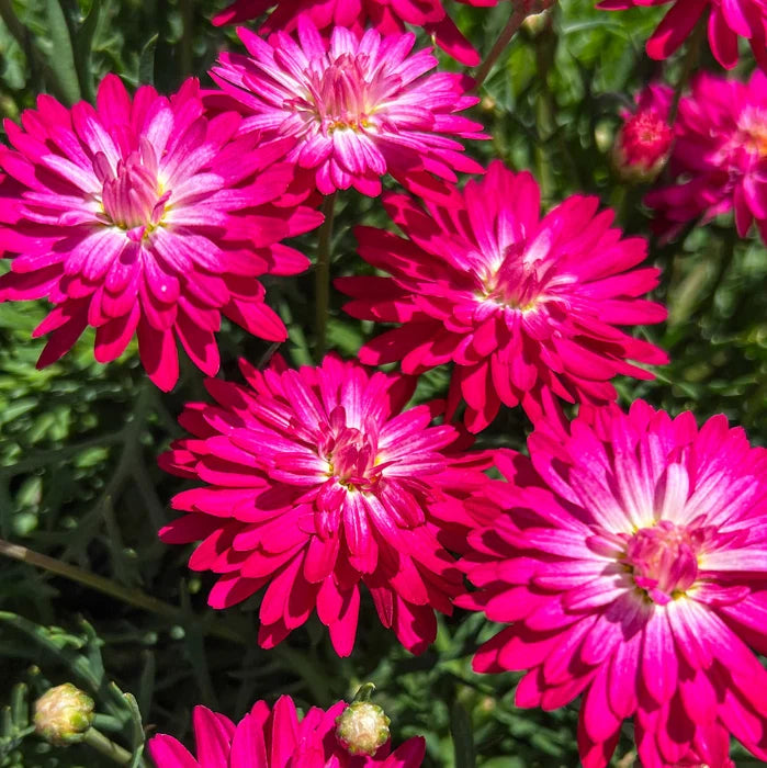 Argyranthemum Frutescens 'Colossus Raspberry' (Raspberry Marguerite Daisy)