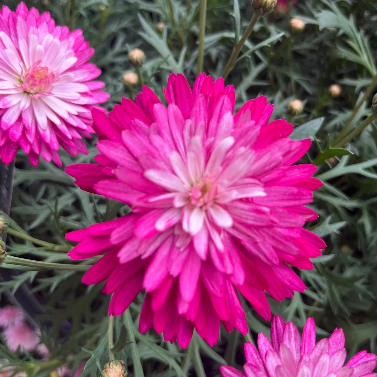 Argyranthemum Frutescens 'Colossus Raspberry' (Raspberry Marguerite Daisy)