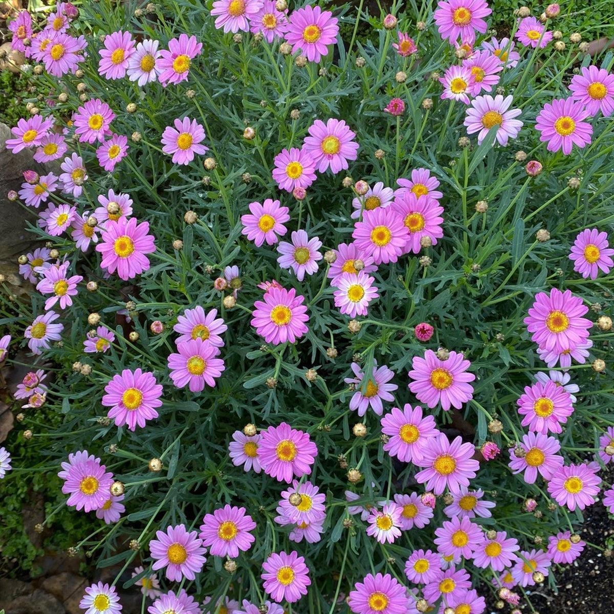 Argyranthemum Frutescens 'Honey Bees Spider Pink' (Federation Daisy)