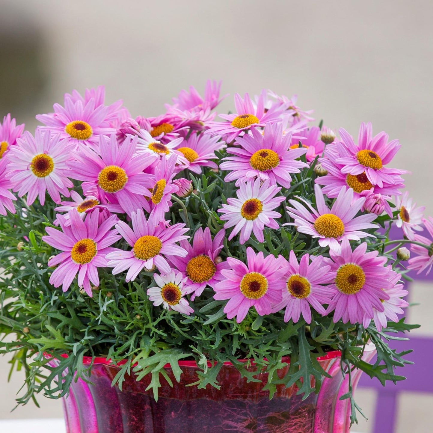Argyranthemum Frutescens 'Honey Bees Spider Pink' (Federation Daisy)
