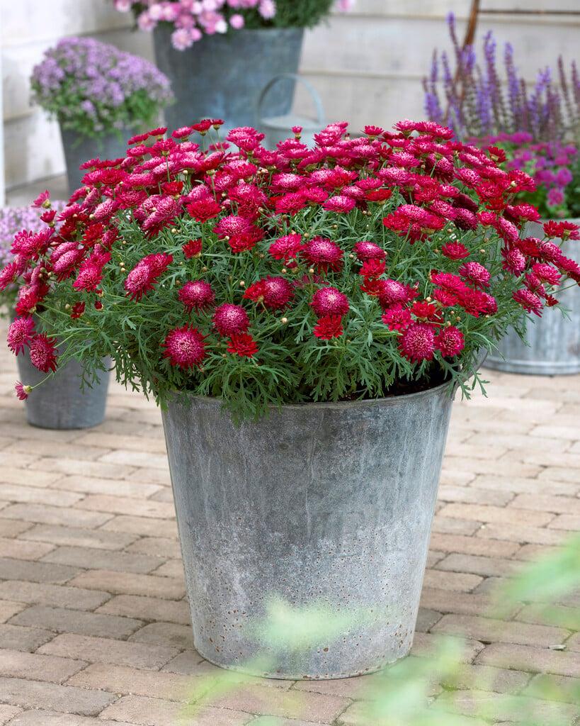 Argyranthemum Frutescens 'Madeira Crested Merlot' (Marguerite Daisy)