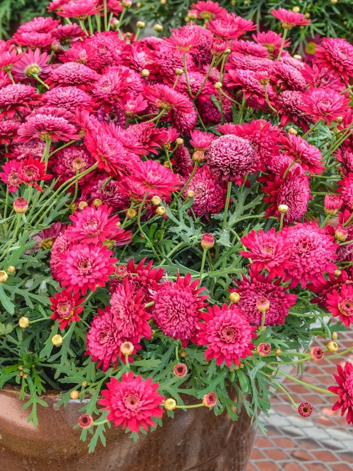Argyranthemum Frutescens 'Madeira Crested Merlot' (Marguerite Daisy)