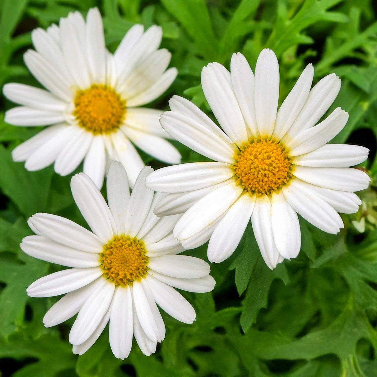 Argyranthemum Frutescens 'Polly' (Marguerite Daisy)