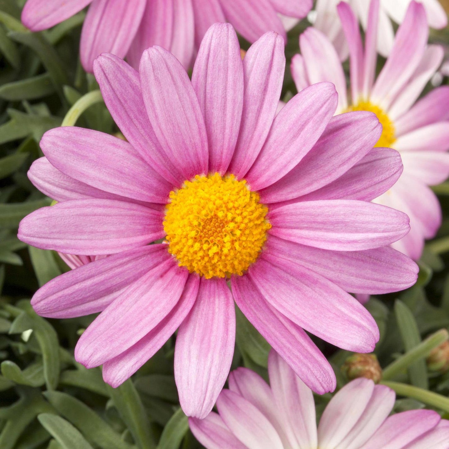 Argyranthemum Frutescens 'Sublime Pink' (Federation Daisy®)