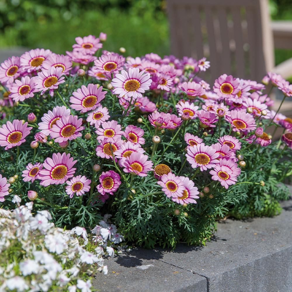 Argyranthemum Frutescens 'Sublime Pink' (Federation Daisy®)
