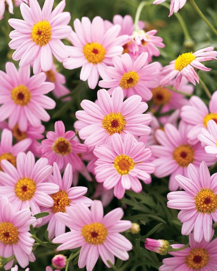 Argyranthemum Frutescens 'Sublime Pink' (Federation Daisy®)