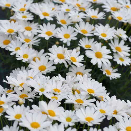 Argyranthemum Frutescens 'Summit Frost' (Federation Daisy®)