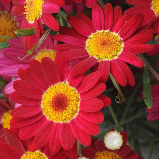 Argyranthemum Frutescens 'Summit Red' (Federation Daisy)