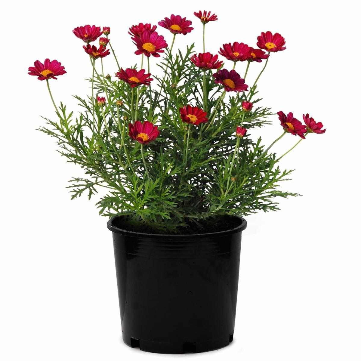 Argyranthemum Frutescens 'Summit Red' (Federation Daisy)