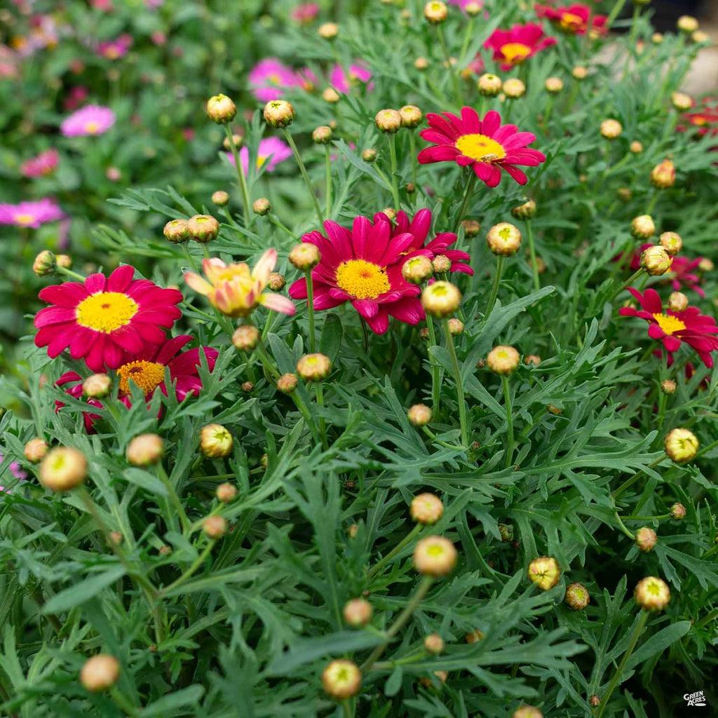 Argyranthemum Frutescens 'Summit Red' (Federation Daisy)