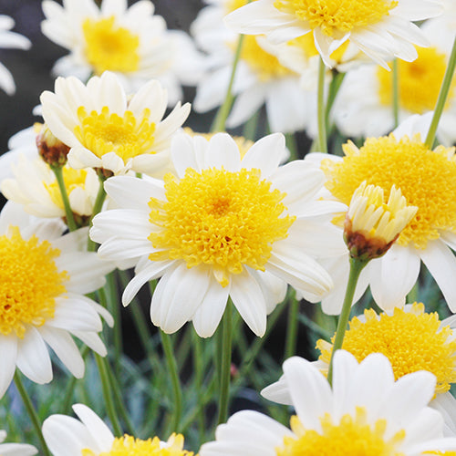 Argyranthemum Frutescens 'Sunny Days' (Federation Fancy Daisy®)