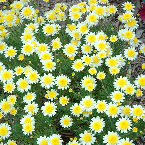 Argyranthemum Frutescens 'Sunny Days' (Federation Fancy Daisy®)