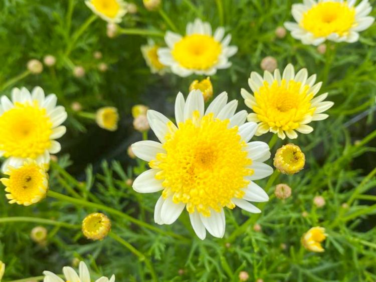 Argyranthemum Frutescens 'Sunny Days' (Federation Fancy Daisy®)