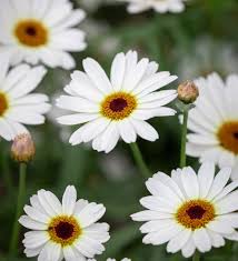 Argyranthemum Frutescens ‘White Anemone’ (White Marguerite Daisy)