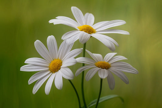 Argyranthemum Frutescens ‘White Anemone’ (White Marguerite Daisy)