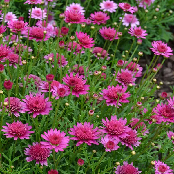 Argyranthemum Frutescens 'Madeira Crested Hot Pink' (Marguerite Daisy)