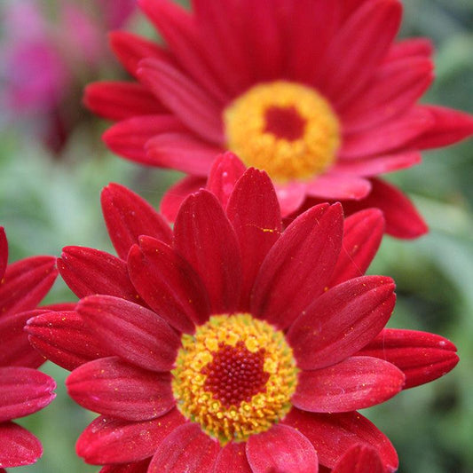 Argyranthemum Frutescens 'Madeira Merlot Red' (Marguerite Daisy)