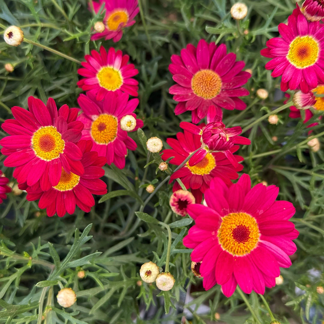 Argyranthemum Frutescens 'Madeira Merlot Red' (Marguerite Daisy)