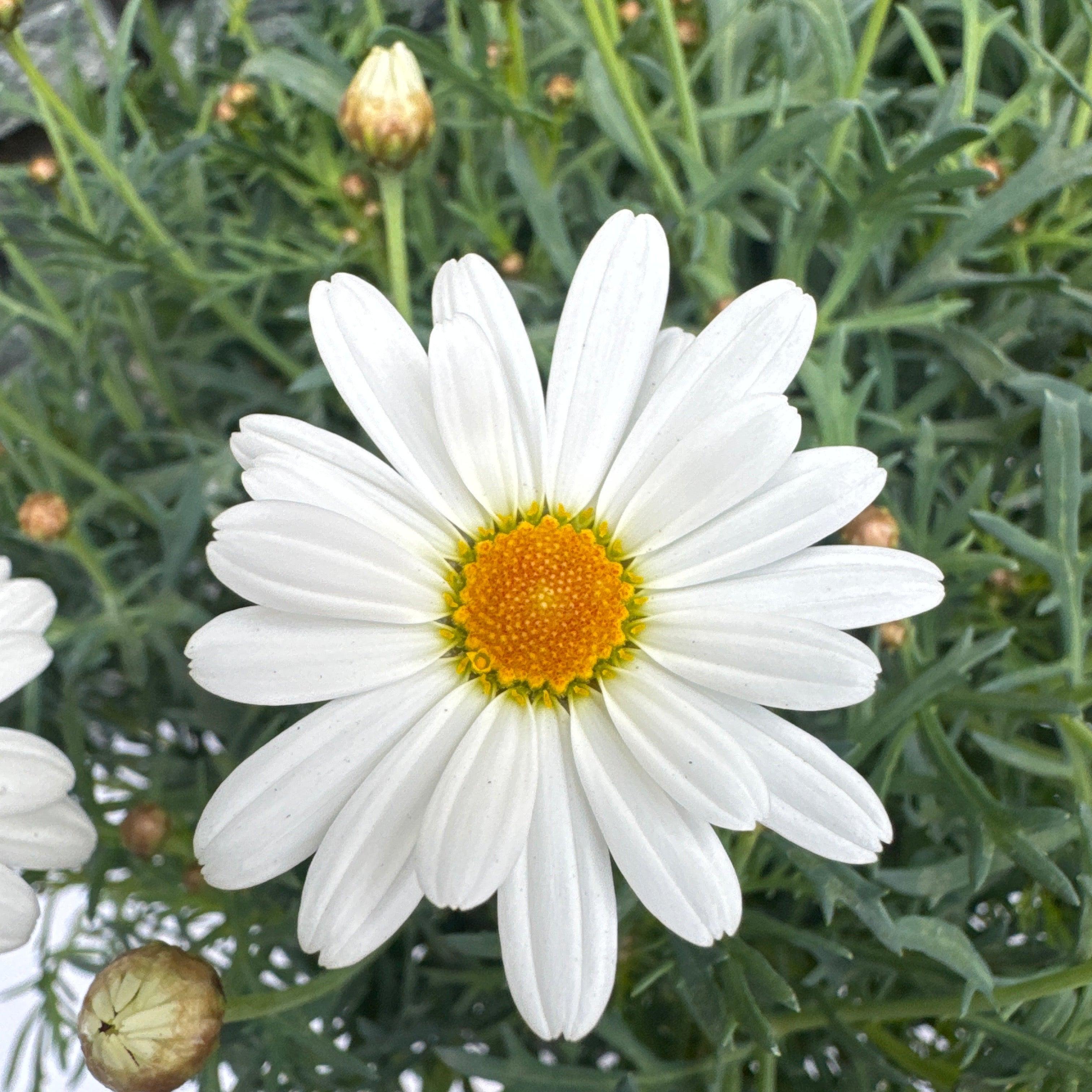 Argyranthemum Frutescens 'Madeira White Single' (Marguerite Daisy)