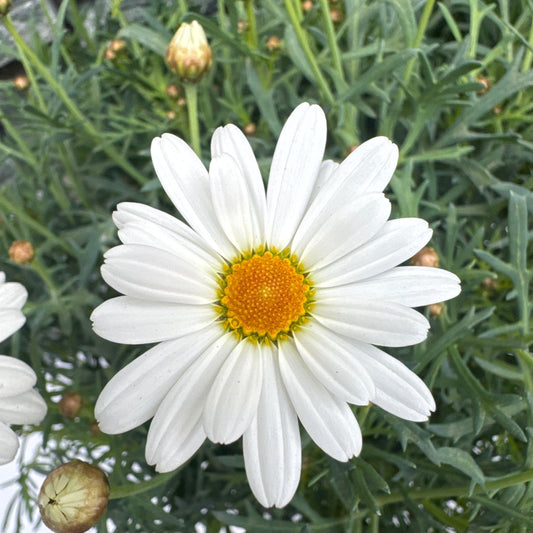 Argyranthemum Frutescens 'Madeira White Single' (Marguerite Daisy)