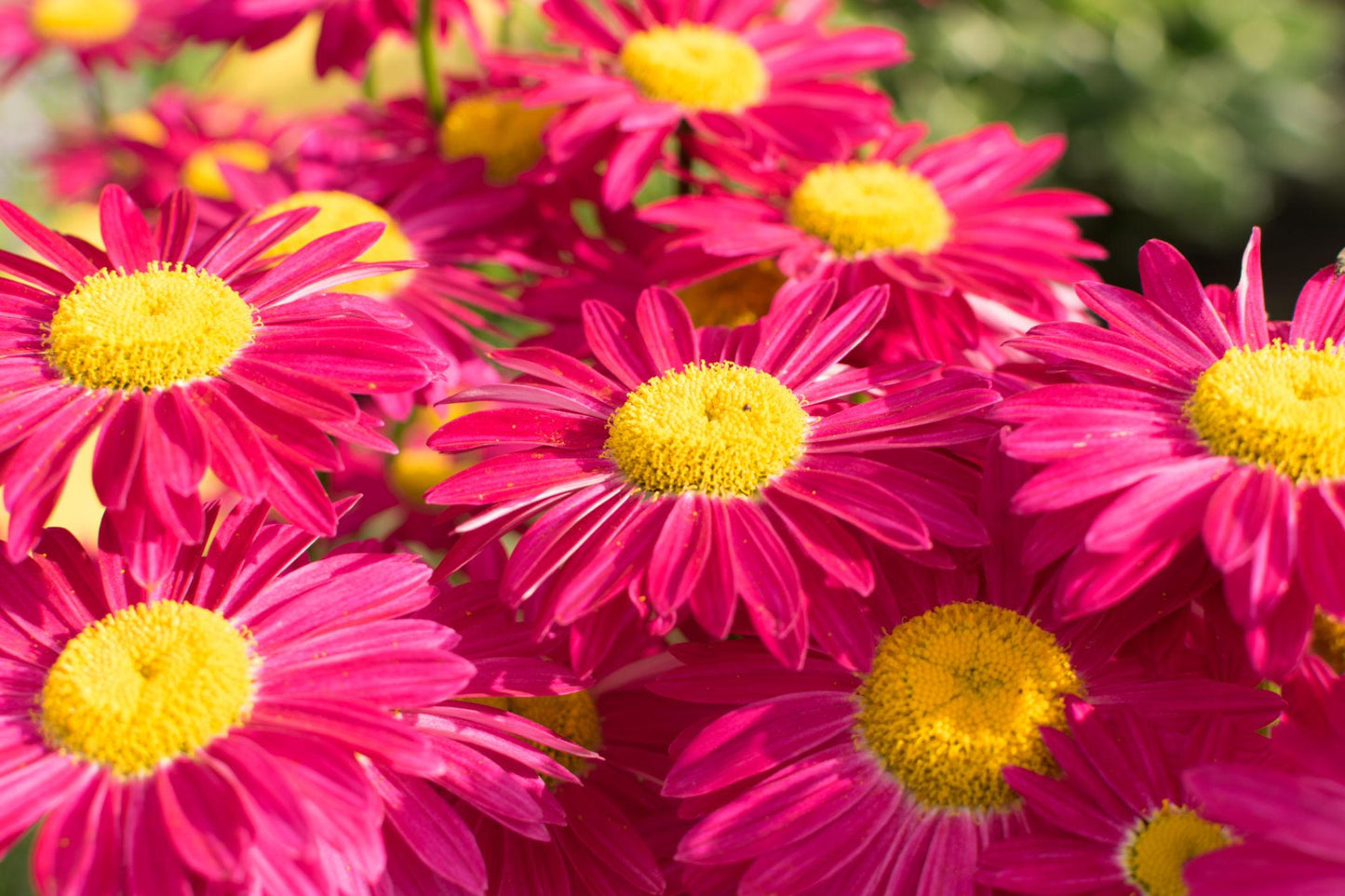 Argyranthemum Spp. (Red Single Marguerite Daisy)