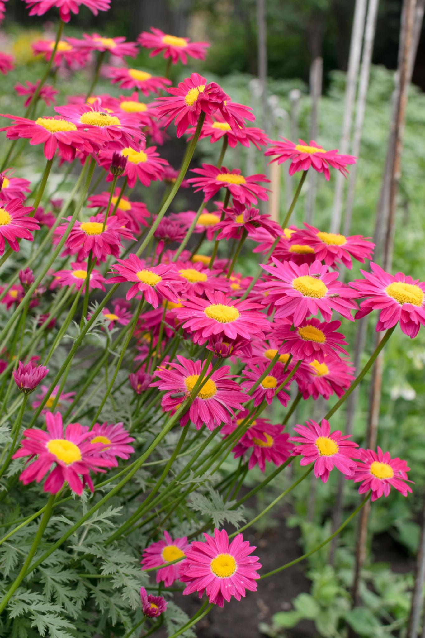 Argyranthemum Spp. (Red Single Marguerite Daisy)