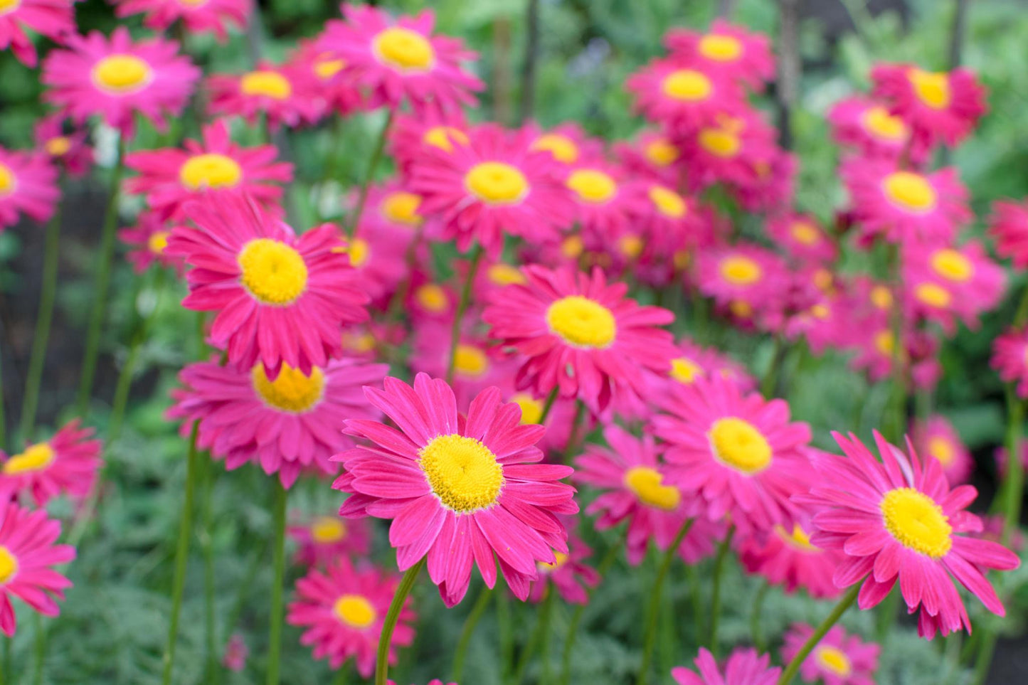 Argyranthemum Spp. (Red Single Marguerite Daisy)